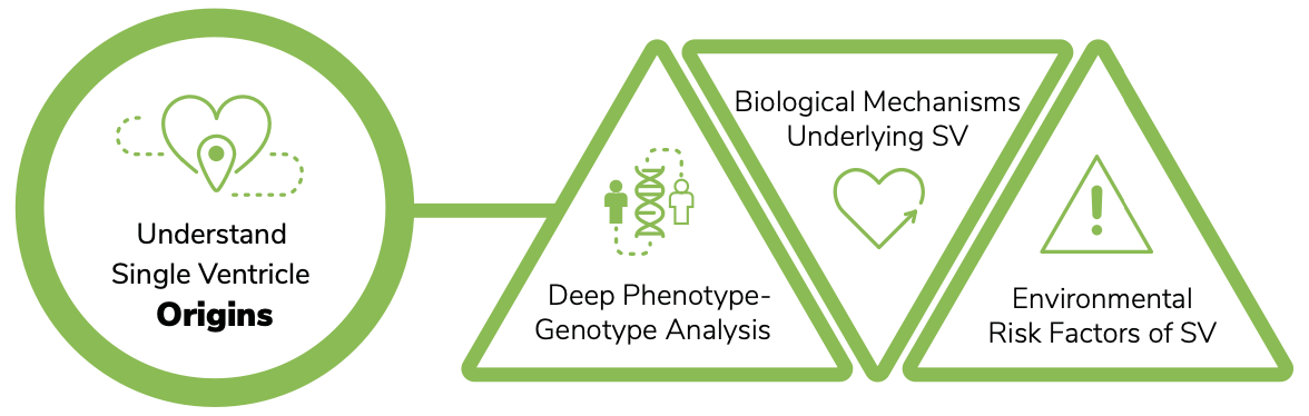 Understanding Origins of Single Ventricle